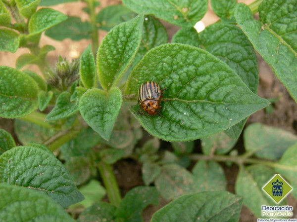 Escarabajo - Weevil - Escaravello >> Adulto del escarabajo de la patata.jpg